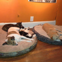 chris-and-johnathon - Our-Fur-Babies-1.jpg