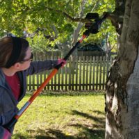 chris-and-katie - tree-trimming